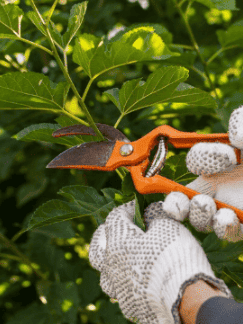 Poda de Árboles y Arbustos